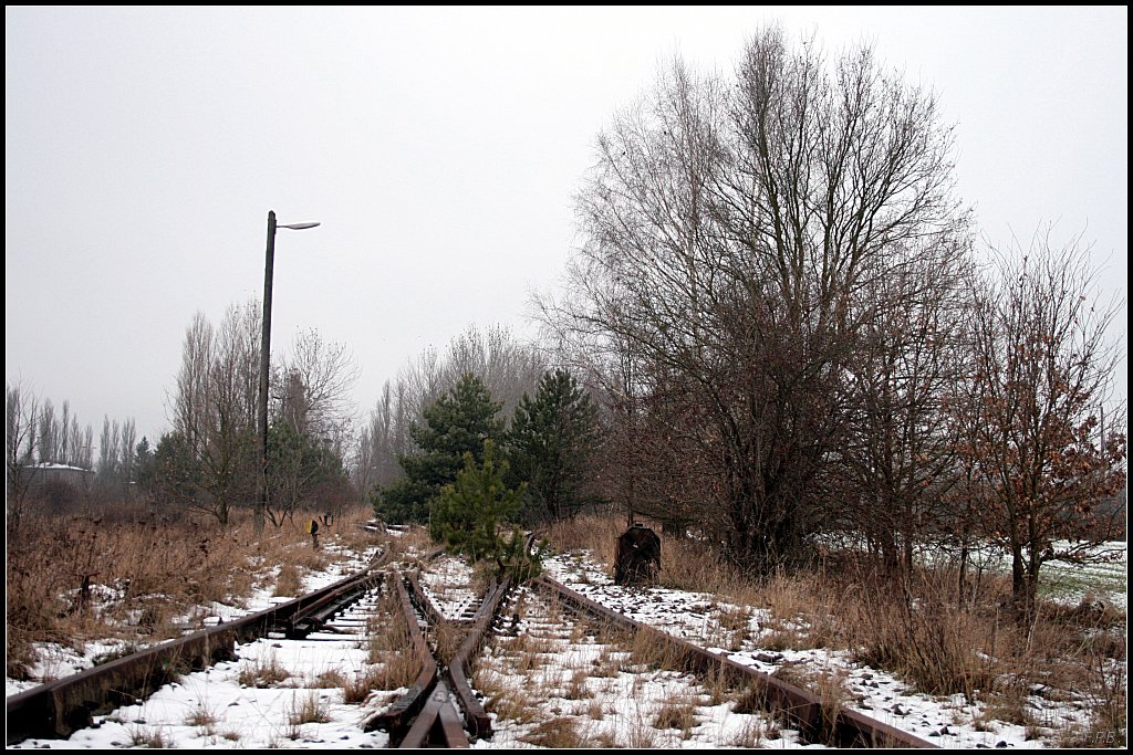 Die Gleisanlagen im ehemaligem Bw werden von der Natur erobert, auch wenn es den Anschein hat das vor nicht allzu vielen Jahren hier Betrieb war (gesichtet Guben 24.12.2009)