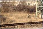 Auch neben den Schienen findet sich Interessantes: Entlang des ehemaligen Umfahrgleises sprangen diese drei Rehe und beobachteten den Fotografen (Berlin Schnefeld Flughafen 26.02.2012)