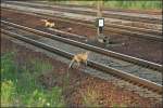 Impression: Wer hat schon ein Revier mit Bahnhof und Flughafen? Kaum jemand, aber Gevatter Fuchs hat das in jedem Fall (Berlin Schnefeld, 08.08.2009)